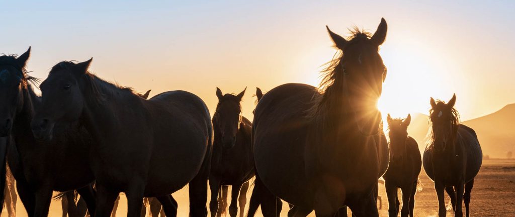 Veterinary Services at Mountain Empire Large Animal Hospital in Johnson City TN