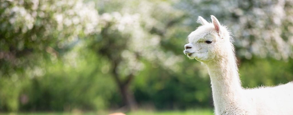 Surgery Services for Large Animals at Mountain Empire Large Animal Hospital