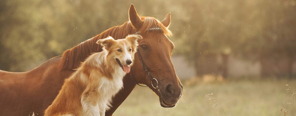Ambulatory Services for Large Animals in Johnson City TN