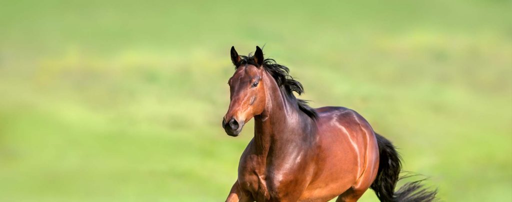 Lameness and Injury Testing at Mountain Empire Large Animal Hospital