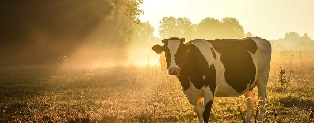 Laboratory Testing for Large Animals in Johnson City TN